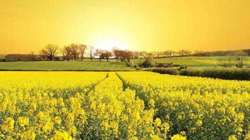 关于油菜籽的美丽短句