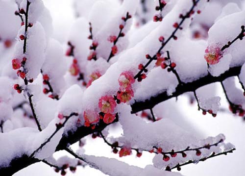 描述冬季Solocette 2