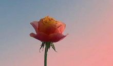 生病发烧的说说发朋友圈