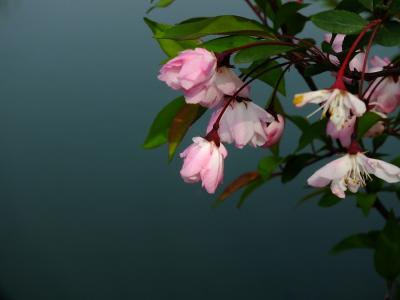 春天周末短信祝福问候1