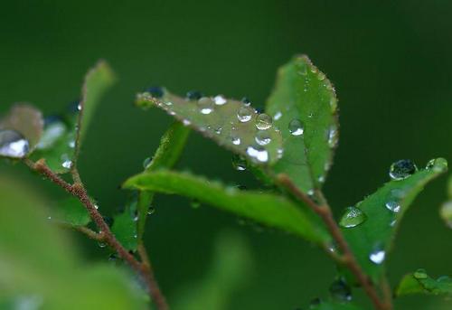 夏季雨后的短信问候1