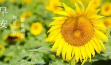 没有太阳的心烦的句子