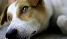 因买车而心烦的句子