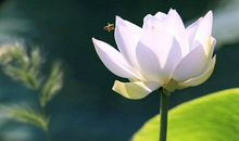 平静无澜的心静句子