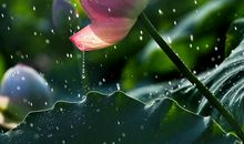 关于爱情心静的句子