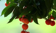 小暑时令节日问候客户短信