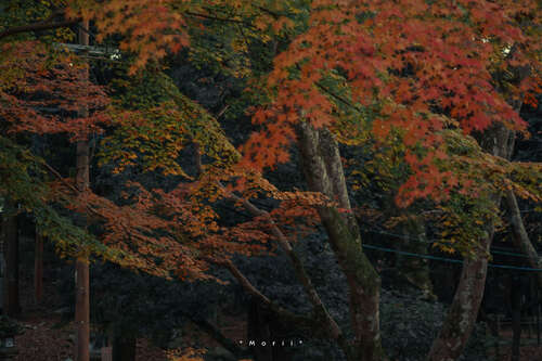 20,╰°只有李白