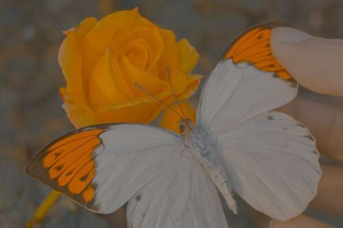 甜蜜的朋友圈文字，可爱的顽皮句子1