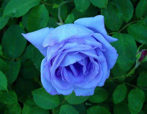 自定义衣柜短信问候1