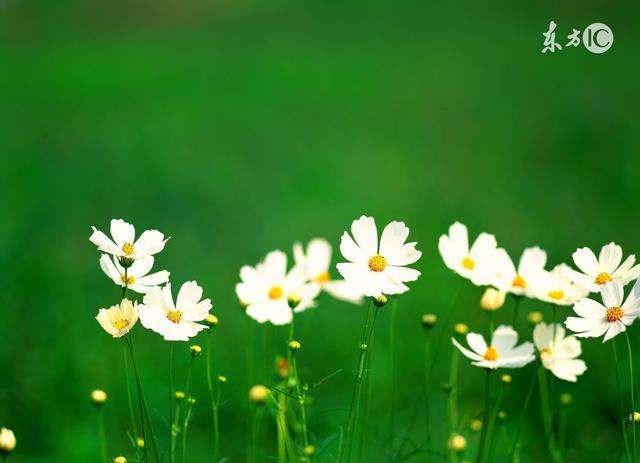 冬天表达友谊句