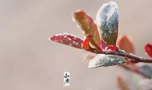 小寒节气发朋友圈的唯美句子