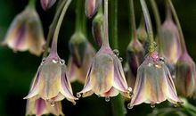 龙族的句子关于友情