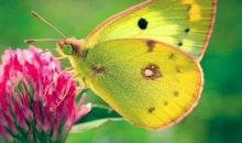 情侣走到一起的句子