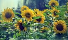 友情占有欲强的句子