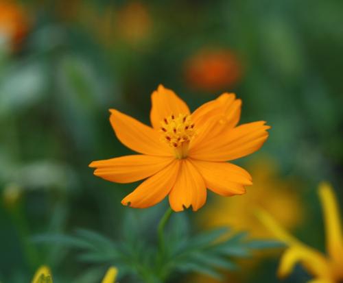 惊喜生活幸福句子