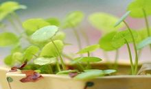 元宵节吃饭开心的句子