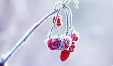 关于小寒的诗句10首