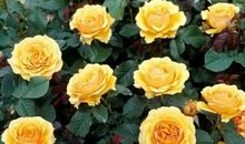 深刻哲理唯美短句