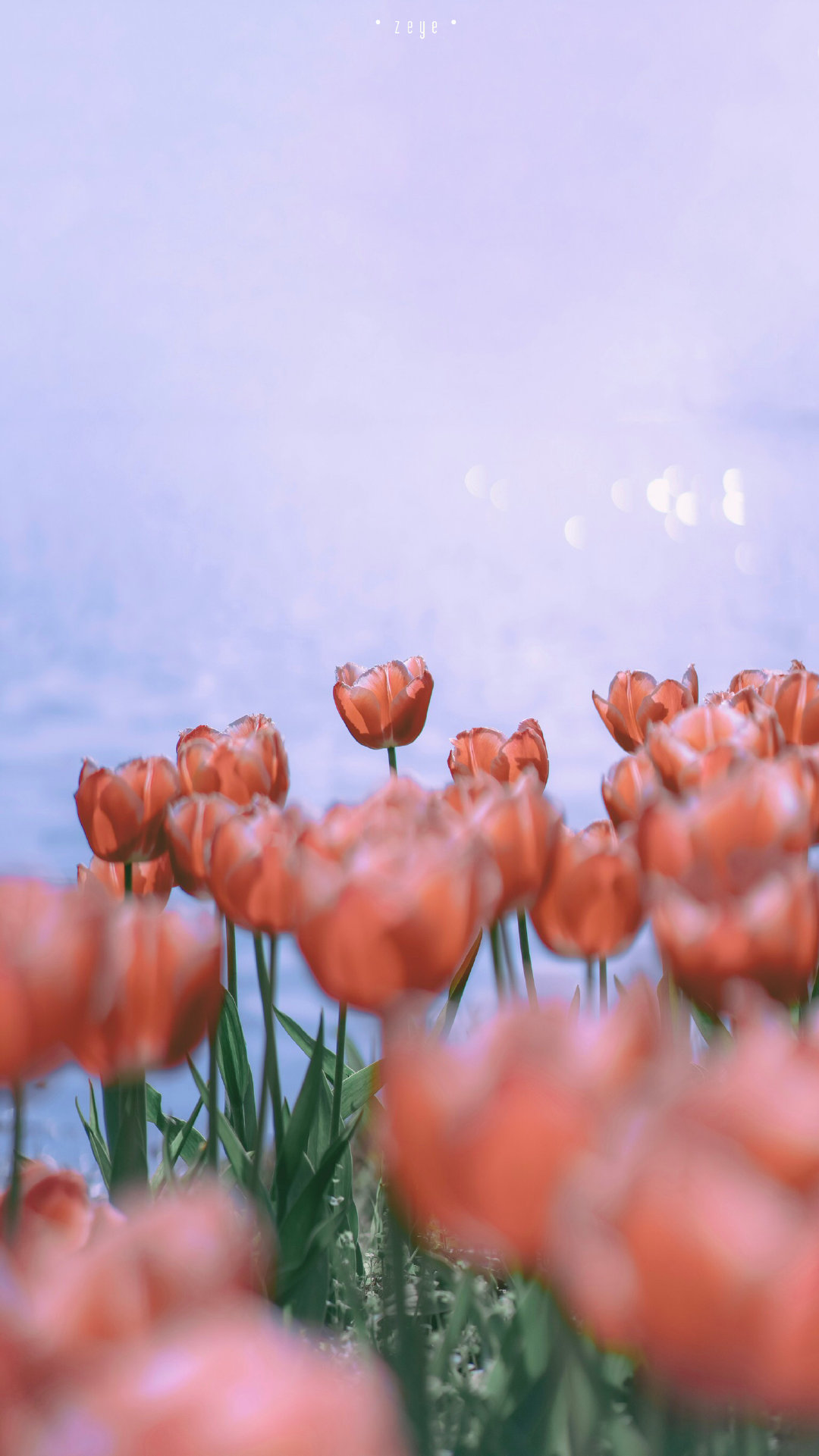 15.成功的唯一秘诀 - 坚持最后一分钟。 - 柏拉图