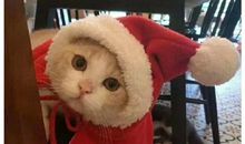 最新圣诞节温馨祝福句子