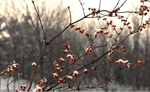 关于梅花1的美学短句