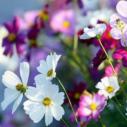 15，这一生，总有一个人，总是不能和你一起去，但你真的想和他一起去。