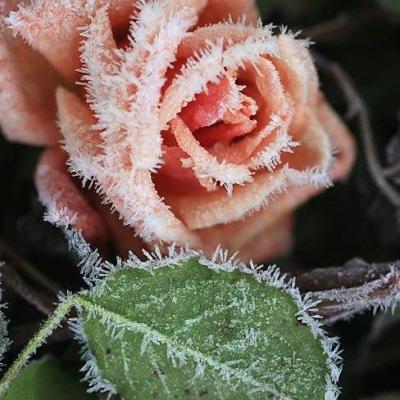 15.友好不是短暂的烟花,而是真实的画面;友谊不是持久的经历,而是一种心灵的知识