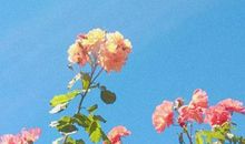 千与千寻关于友情的句子英文