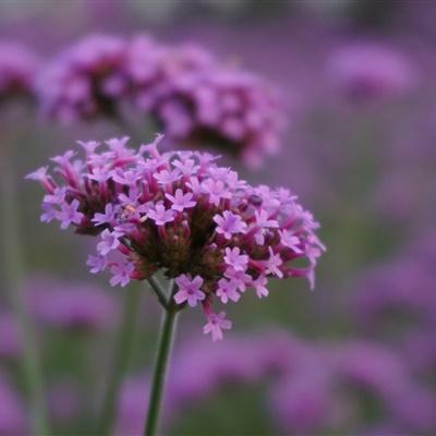 15.未来有多长，请珍惜收集的每一刻;无论春天和夏天多少，我们都是朋友。