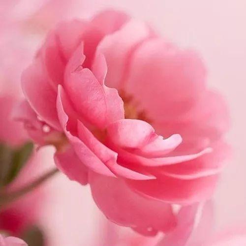 15,我忘了让岛上忘了泪水,但未能失去药。