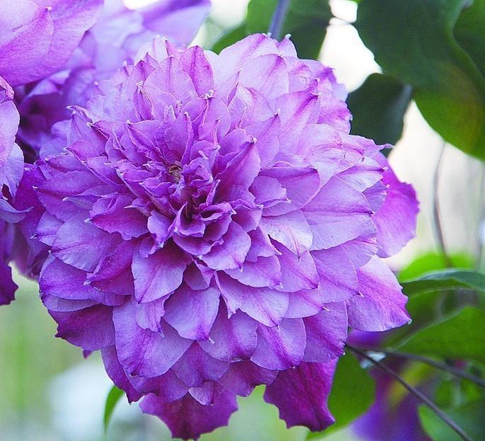 描述樱花等句子