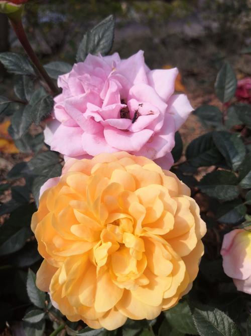 2020第一个周末短信