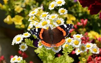 15，我不是贪婪的，只有一个小愿望，你的生命中总会有你 - 我的女朋友