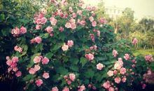 关于友情遇难的句子