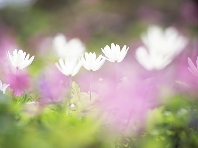 Havershadion变暖句短1