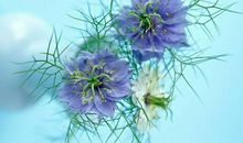 代表闺蜜之间的友情的句子