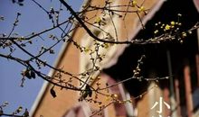 有关小寒的句子