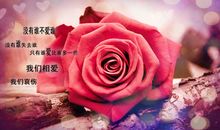 爱情比不过友情的句子