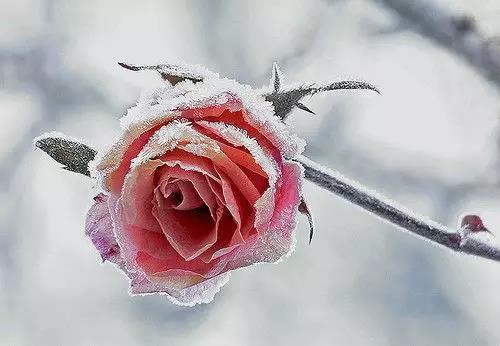 18，寒冷的天气无法抗拒温暖的心，我们会在雪花的季节洗澡，洗澡，天空，让我们拥抱，风大，让我们一起工作，今年冬天，我们不会孤单。