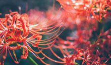 爱情和异性之间的友情的句子