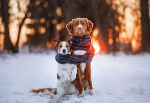 39.如果你可以,今年冬天一起吃火锅,请把烟花放在一起,一起看雪,我的意思是你。