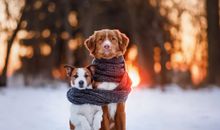 冬天天冷的文案