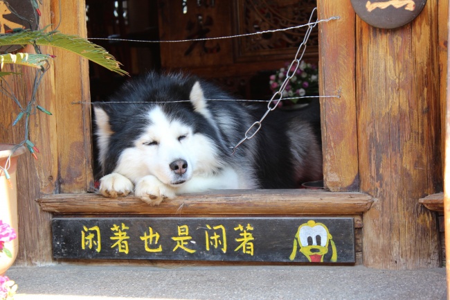 15，冯龚说：女孩想在梦中找到一匹白马，睁开眼睛，发现世界是一个灰色和缺陷，在悲伤之后，只能从集团那里挑选强大的力量，这是驴子被命名：经济应用的人。