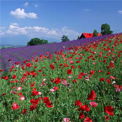 15.我希望下十年，我现在可以“打电话”。 “