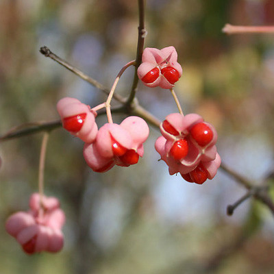 多年的友谊句子1