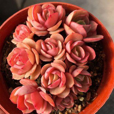 15，火车在铁轨上沉默，雪正在荒野睡觉，你的脸在我身后飞翔;阳光明亮，幻想伴随着鲜花秋天，你的移动嘴唇就像一夜玫瑰。方飞！