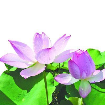 15,安静的夜晚,靠在窗户上,抬头看,王悦,月亮装饰着你的窗户,你装饰了我的梦想;月饼,接受,真爱,永恒,月饼进入我的思想,我承诺最美丽的愿望,祝你中秋节。