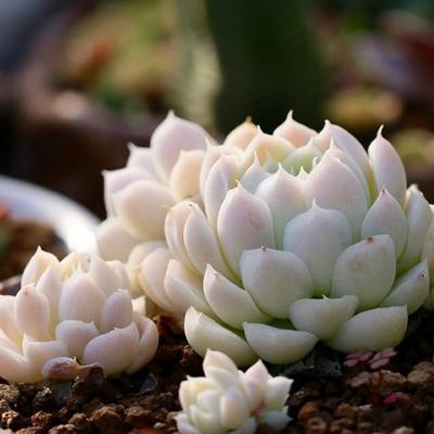 友好十五年的句子1