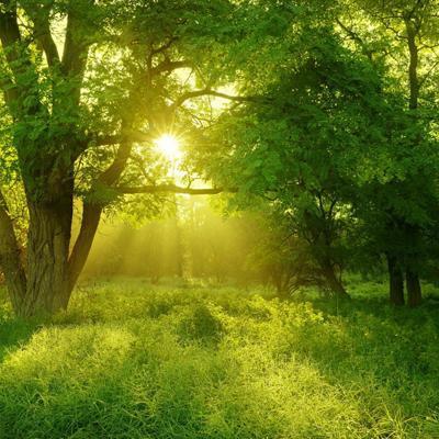 15,留下伤害,痛苦的根,静静地等待一年,烟雾会威尔,粉碎在雾中;红尘,风通过,石凳干燥,秋雨,丁华仍然存在。