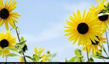 赞美花的一句话简短